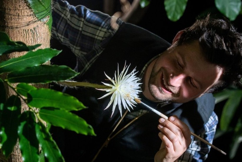 Работник ботанического сада опыляет цветок